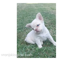 Francuski buldog štenci dugodlaki - Slika 3/3
