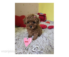 Preslatki štenci CRVENE TOY PUDLE