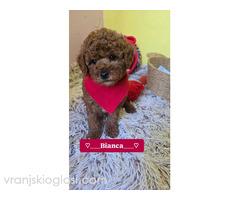 Preslatki štenci CRVENE TOY PUDLE - Slika 3/10