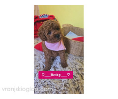 Preslatki štenci CRVENE TOY PUDLE - Slika 4/10