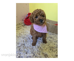 Preslatki štenci CRVENE TOY PUDLE - Slika 5/10