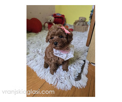 Preslatki štenci CRVENE TOY PUDLE - Slika 7/10