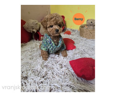 Preslatki štenci CRVENE TOY PUDLE - Slika 8/10