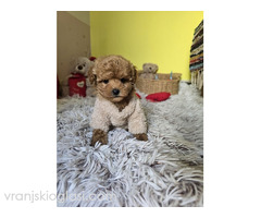 Preslatki štenci CRVENE TOY PUDLE - Slika 9/10