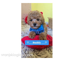 Preslatki štenci CRVENE TOY PUDLE - Slika 10/10
