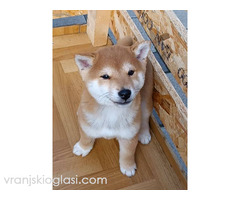 Šiba Inu štenci - Slika 3/9