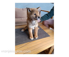 Šiba Inu štenci - Slika 7/9