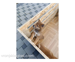 Šiba Inu štenci - Slika 8/9