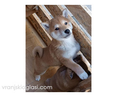 Šiba Inu štenci - Slika 5/9