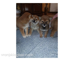 Šiba Inu štenci - Slika 9/9