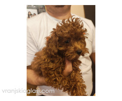 Crvene toy pudle - Slika 3/5