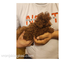 Crvene toy pudle - Slika 4/5