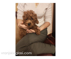 Crvene toy pudle - Slika 5/5