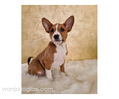 Basenji štenci