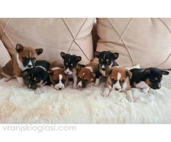 Basenji štenci