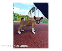 Basenji štenci - Slika 3/10