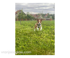 Basenji štenci - Slika 5/10