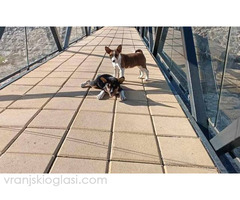 Basenji štenci - Slika 6/10