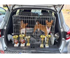 Basenji štenci - Slika 7/10
