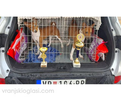 Basenji štenci - Slika 8/10