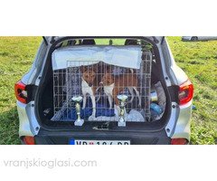 Basenji štenci - Slika 9/10