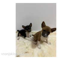 Basenji štenci - Slika 10/10