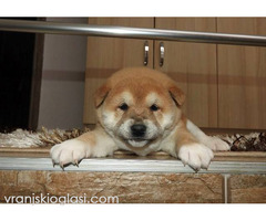 Shiba Inu, TOP štenci