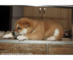 Shiba Inu, TOP štenci