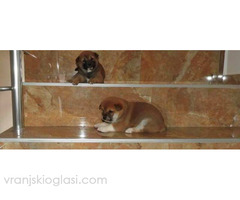 Shiba Inu, TOP štenci - Slika 3/6