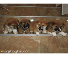 Shiba Inu, TOP štenci - Slika 4/6