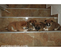 Shiba Inu, TOP štenci - Slika 5/6