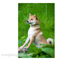 Shiba Inu, TOP štenci - Slika 6/6