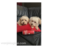 Maltipoo toy stenci