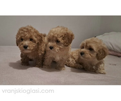 Maltipoo toy stenci - Slika 3/5