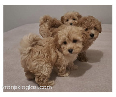 Maltipoo toy stenci - Slika 4/5