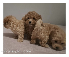 Maltipoo toy stenci - Slika 5/5