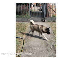 Americka Akita, mužjak slobodan za parenje