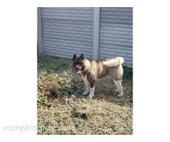 Americka Akita, mužjak slobodan za parenje