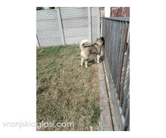 Americka Akita, mužjak slobodan za parenje - Slika 3/3