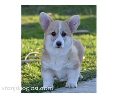 Velški Welski Korgi Corgi Pembrok