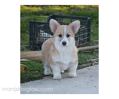 Velški Welski Korgi Corgi Pembrok