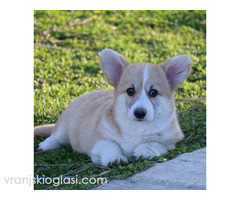 Velški Welski Korgi Corgi Pembrok - Slika 3/6