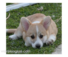 Velški Welski Korgi Corgi Pembrok - Slika 4/6