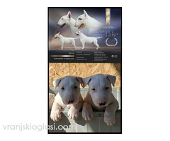 Standard Bul Terijer - Slika 3/5