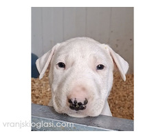 Standard Bul Terijer - Slika 4/5