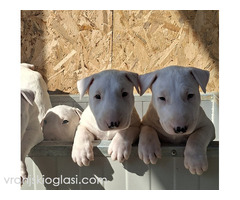 Standard Bul Terijer - Slika 5/5