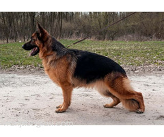 Nemački ovčar ženka