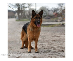 Nemački ovčar ženka