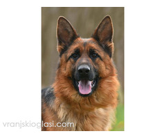 Nemački ovčar ženka - Slika 3/3