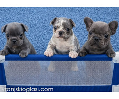 Sivi plavi francuski buldog